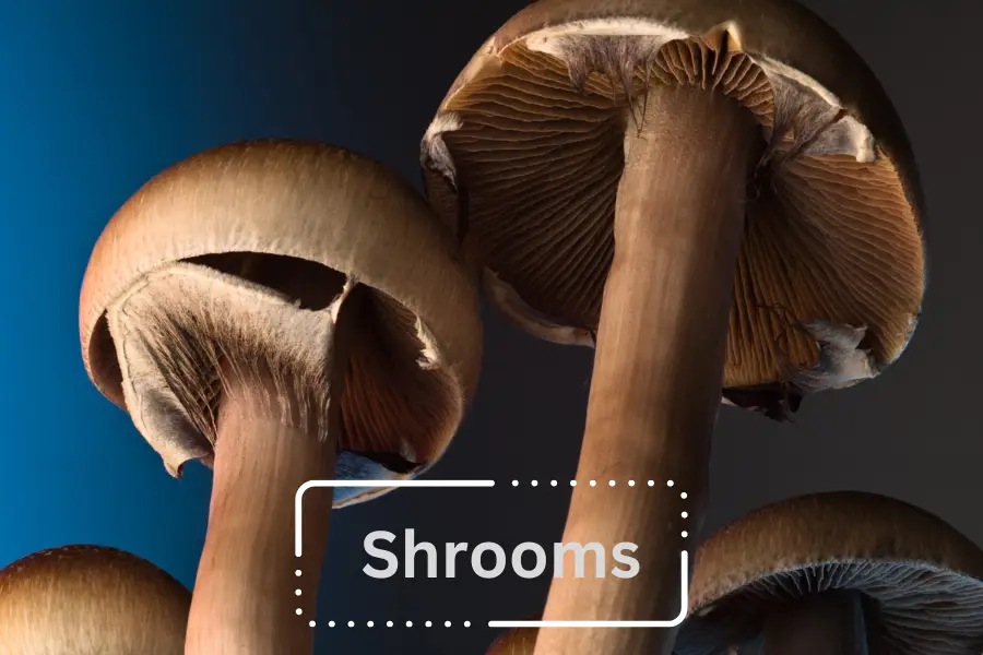 how long do shrooms last